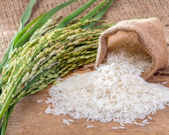Rice
