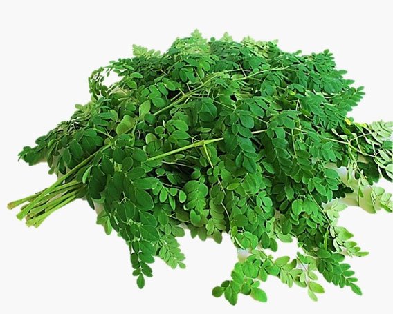 Drumstick Leaves
