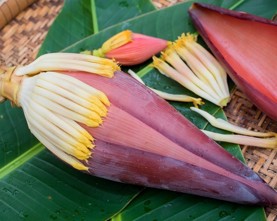 Banana Flower